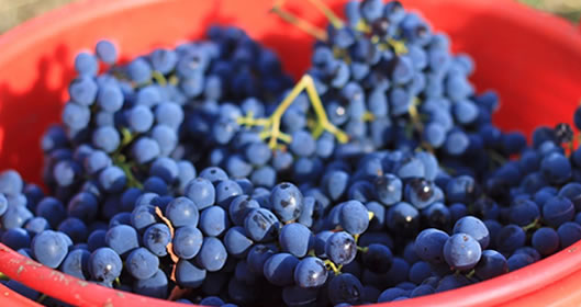 bertinoro_landing_3