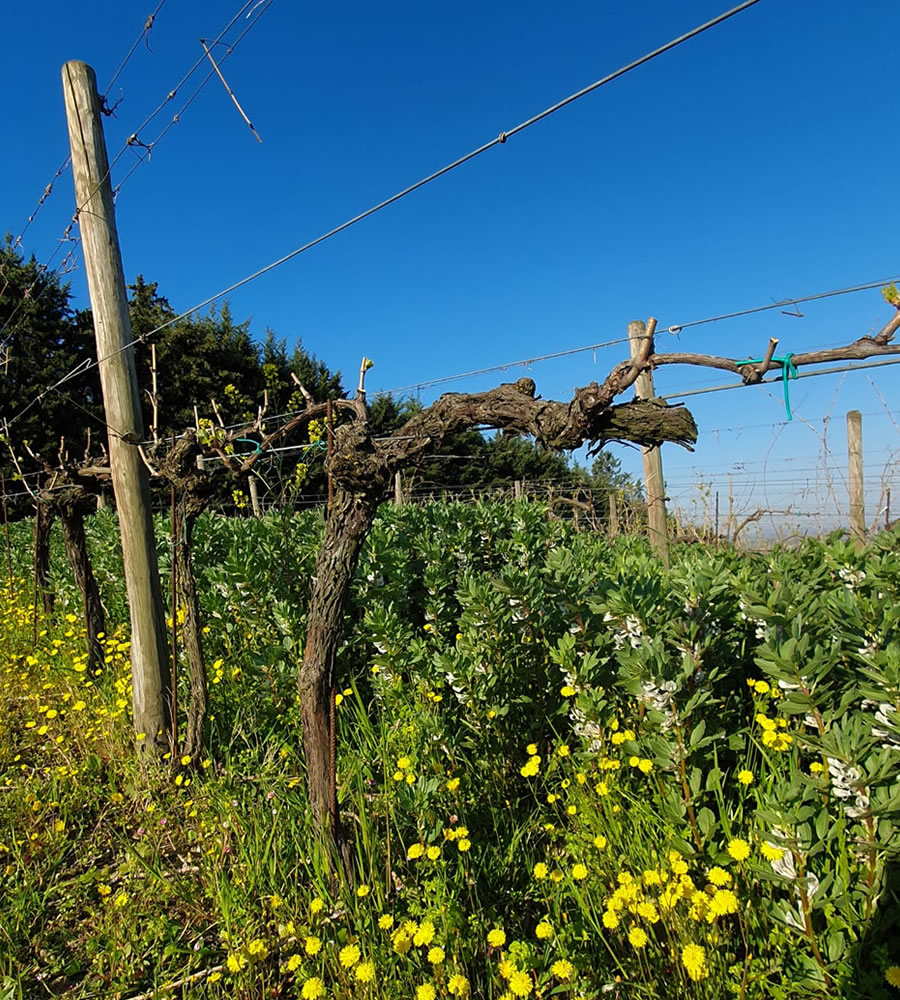 cantina-celli-bertinoro-produzione-vini-biologici-romagna-bertinoro