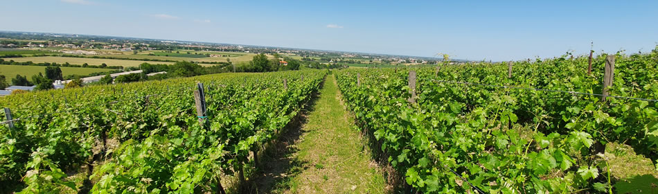 Produzione vini biologici italiani