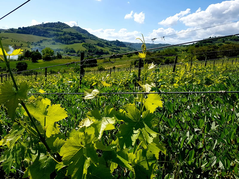 Vini biologici Romagna bertinoro