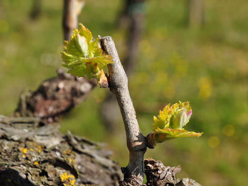 Vini biologici Romagna