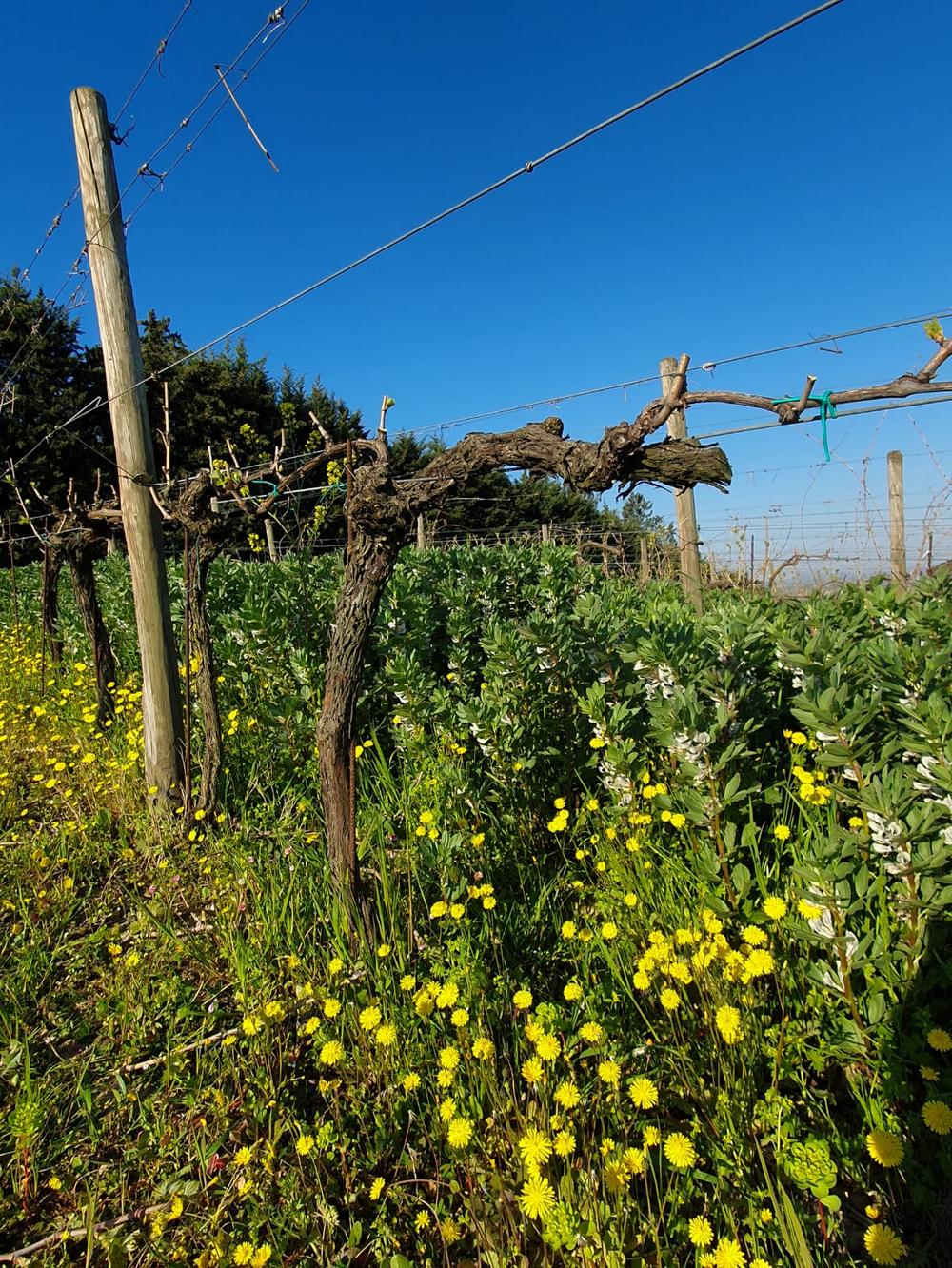 Vini biologici 2022 Celli Vini