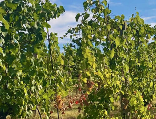 Vini di qualità: perché Bertinoro è famoso per i suoi vini?