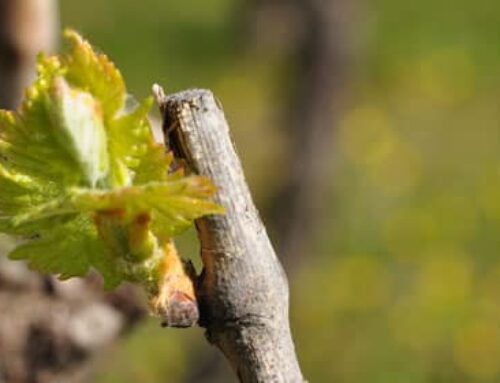 Vini biologici di Romagna: novità e ultime uscite