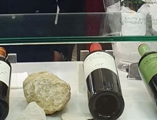 Il vino bio piace sempre di più!