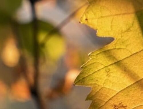Malattie della vite: fillossera e ricostruzione post-fillosserica