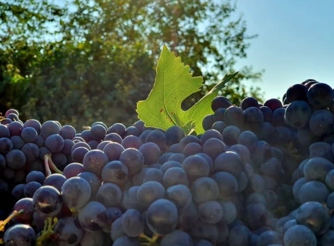 romagna e sangiovese