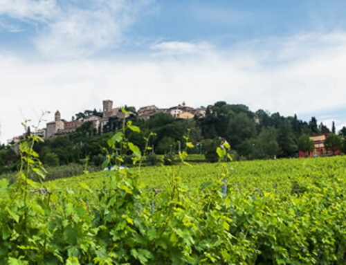 La rivista americana seleziona i migliori vini del 2025: Bertinoro sul podio